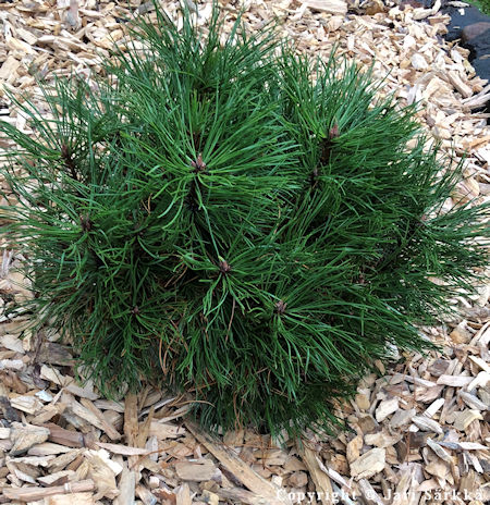 Pinus mugo 'Varella' kääpiövuorimänty 